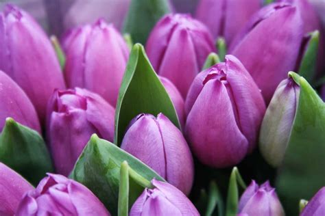 Purple Tulips: Guide to Growing Your Own Beautiful Tulips