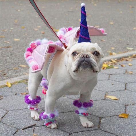 French Bulldog in Unicorn costume, win, win, win!!