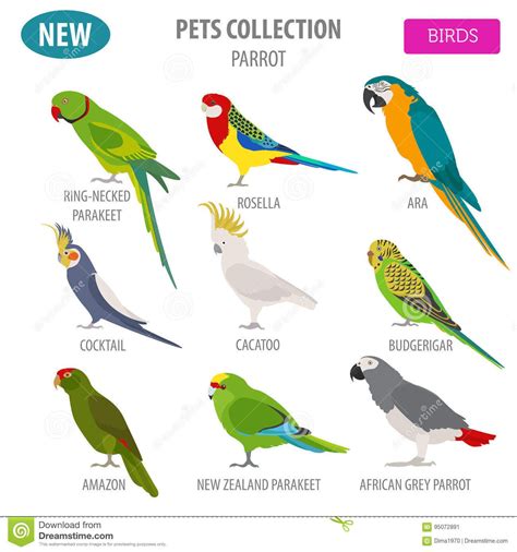 Parrot Breeds Icon Set - Flat Style Isolated on White