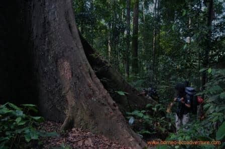 Borneo Jungle Trekking I | Borneo Trekking Trip Guide