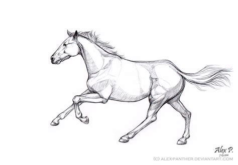 Galloping Horse Drawing at GetDrawings | Free download