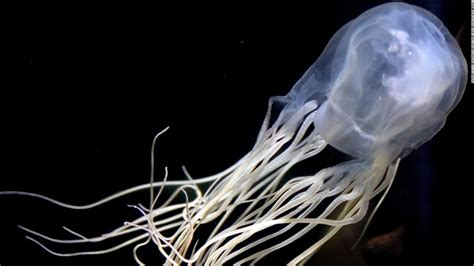 Box jellyfish antidote: Potential way to treat sting of world's most venomous sea creature - CNN