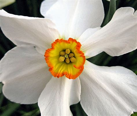 Flower Homes: Narcissus Poeticus Flowers