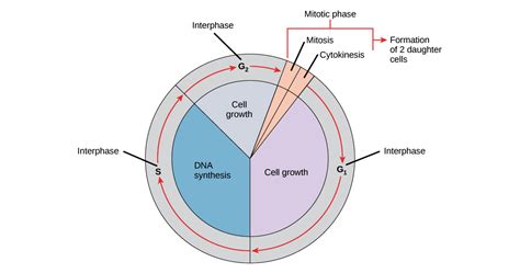 Stages Of Interphase Diagram