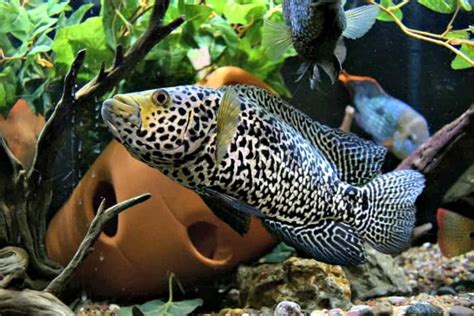 Jaguar Cichlid (Parachromis managuensis) Species Guide