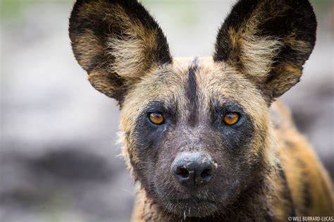 African Wild Dog | Will Burrard-Lucas