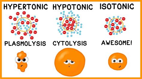 Can A Solution Be Hyperosmotic And Isotonic? Top Answer Update - Ecurrencythailand.com