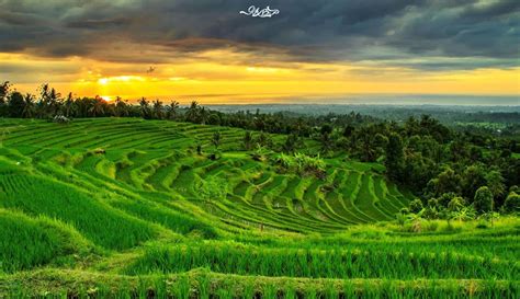 Sawah Wallpapers - Top Những Hình Ảnh Đẹp