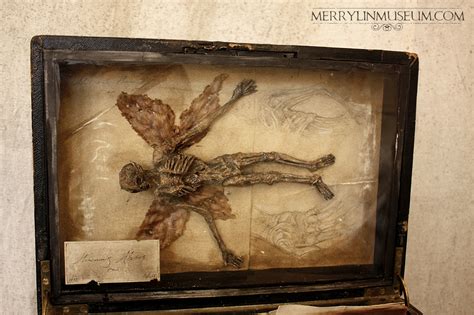 Borrowers and the Life cycle of the Faerie — Merrylin Cryptid Museum