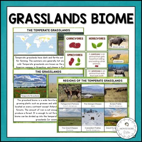 Grasslands Biome Plants