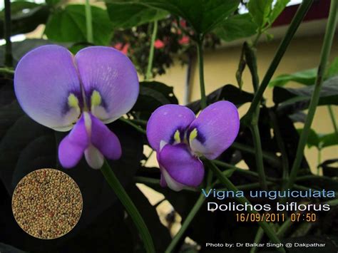 Medicinal Plants: Vigna unguiculata, Dolichos biflorus Kollu, Ulavalu, Kulathi