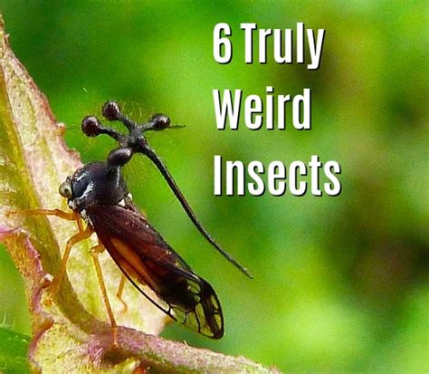 6 Extremely Weird Insects (With Photos) - Owlcation