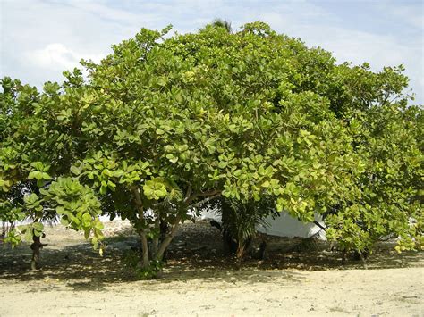 Cashew Tree: Pictures, Facts Photos On Cashew Trees