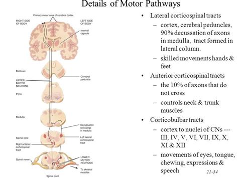 Pin on corticospinal tracts