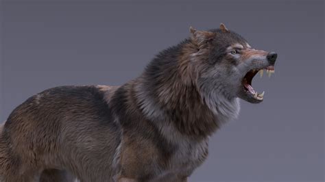 Gray Wolf Rigged 3D model — Missset