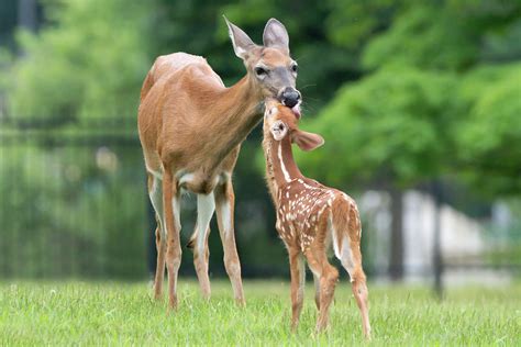 Mom and Baby White-Tailed Deer Photograph by Judy Tomlinson - Pixels