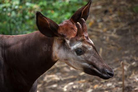 Okapi, Okapia Johnstoni, Brown Rare Forest Giraffe, in the Dark Green Forest Habitat. Big Animal ...