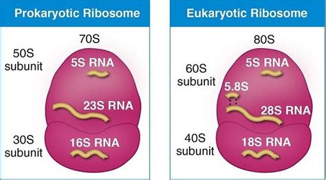 Ribosomes Functions | In Protein Synthesis and Drug Action