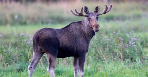 Wildlife in Norway - Types of Norwegian Animals - A-Z Animals