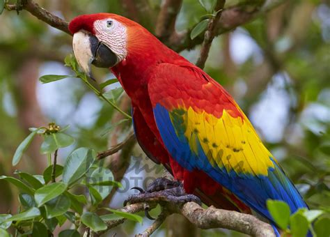 Buy Scarlet Macaw Image Online - Print & Canvas Photos - Martin Willis Photographs