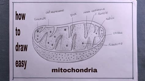 Structure And Function Of Mitochondria With Diagram Mitochon