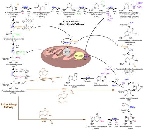 Inosine Monophosphate Synthesis