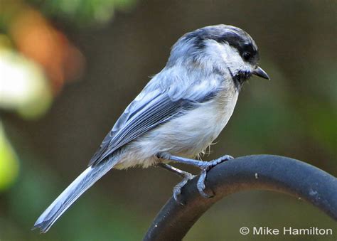 Why Is That Bird Part White? Leucism! | BirdNote