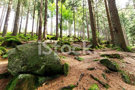 Hiking Trail In The Black Forest / Germany Stock Photo | Royalty-Free | FreeImages