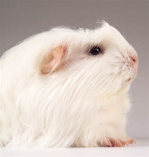 Guinea Pig Breeds