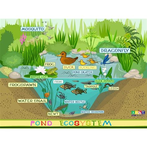 Pond Eco-System Wallboard | Ecosystems, Pond habitat, Natural pond