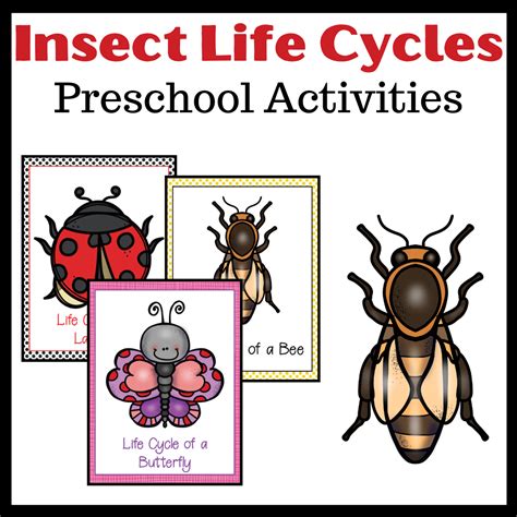 Printable Life Cycle of Insects for Preschool