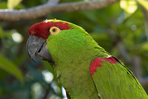 Parrot | San Diego Zoo Animals & Plants