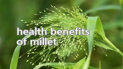 9 impressive Health Benefits of Millet - EcoVital place