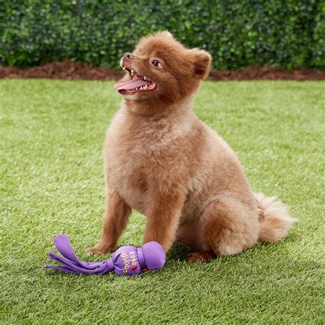 10 of the Best Dog Toys for Small Breeds - Newsweek