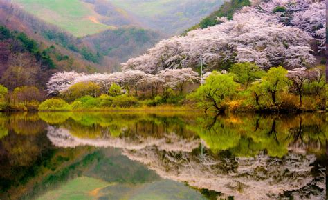 spring, Forest, Mountain, Lake, Reflection, Blossoms, Trees, Nature, Landscape Wallpapers HD ...