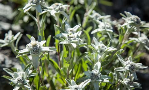 Edelweiss Flower: Meaning, Symbolism, and Colors | Pansy Maiden