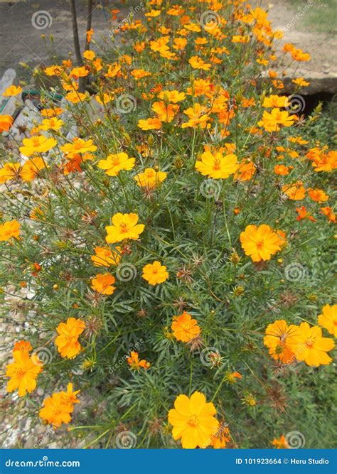 Mexican Marigold Flower Close Ups at Garden Stock Photo - Image of decoration, growing: 101923664