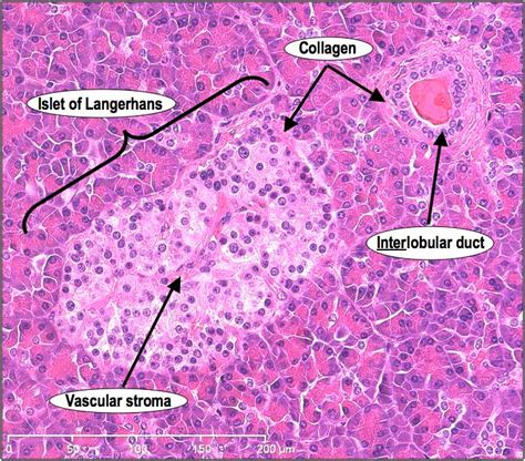 Pancreatic Cell Histology | Histologia, Medicina, Medicina veterinária