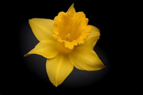 Free photo: Narcissus, Flower, Yellow Flower - Free Image on Pixabay ...