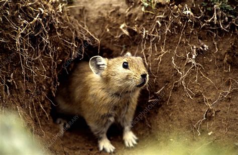 Plateau Pika - Stock Image - F032/0461 - Science Photo Library