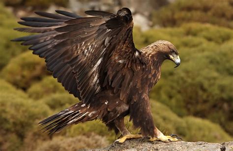 Golden Eagle Images