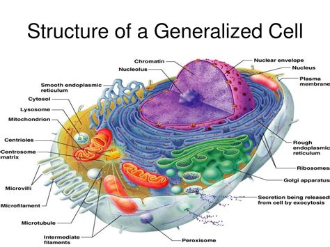 Where Is A Vacuole Located In A Cell