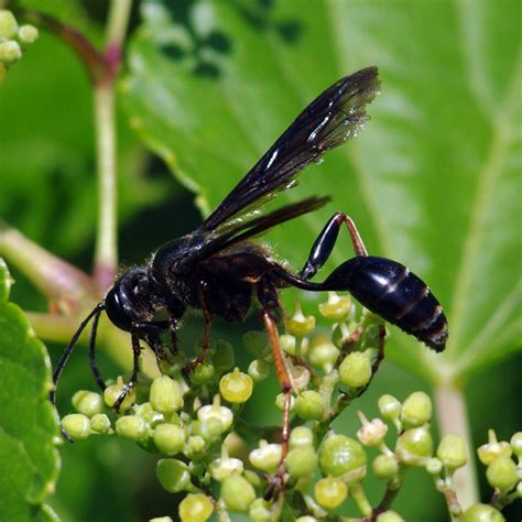 Great Black Wasp (Sphex pensylvanicus) Specimens - Insects of Iowa