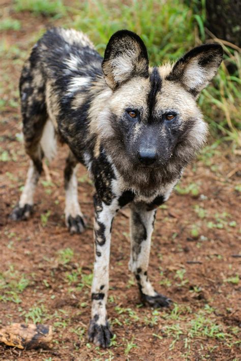 Free stock photo of african wild dog, endangered species, safari