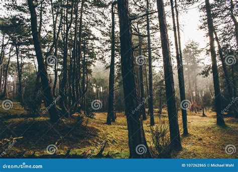 Tranquil Mornings in the Forests F England Stock Image - Image of bright, green: 107262865