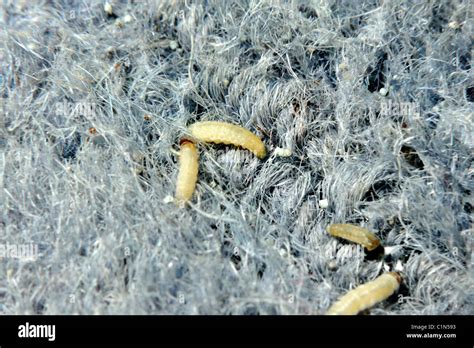 Clothing moth larvae in wool carpet Stock Photo - Alamy