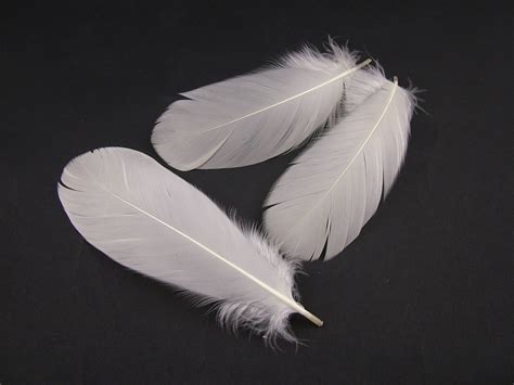 Goose Nagoire plumage Feathers – Jaffe