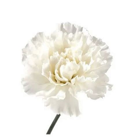 White Carnation Flower at Rs 50/bunch | Wilson Garden | Bengaluru | ID: 19941197330