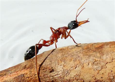 Black Head Bull Ant Queen- Myrmecia nigriceps – Queen of Ants