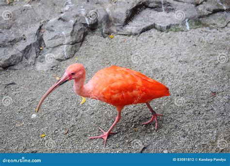 Wetland birds stock photo. Image of closeup, birds, landscape - 83081812